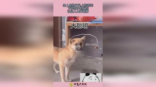 狗子的最新爆料视频下载,幕后真相大起底！  第2张